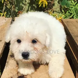 1-3 months Male Purebred Maltese