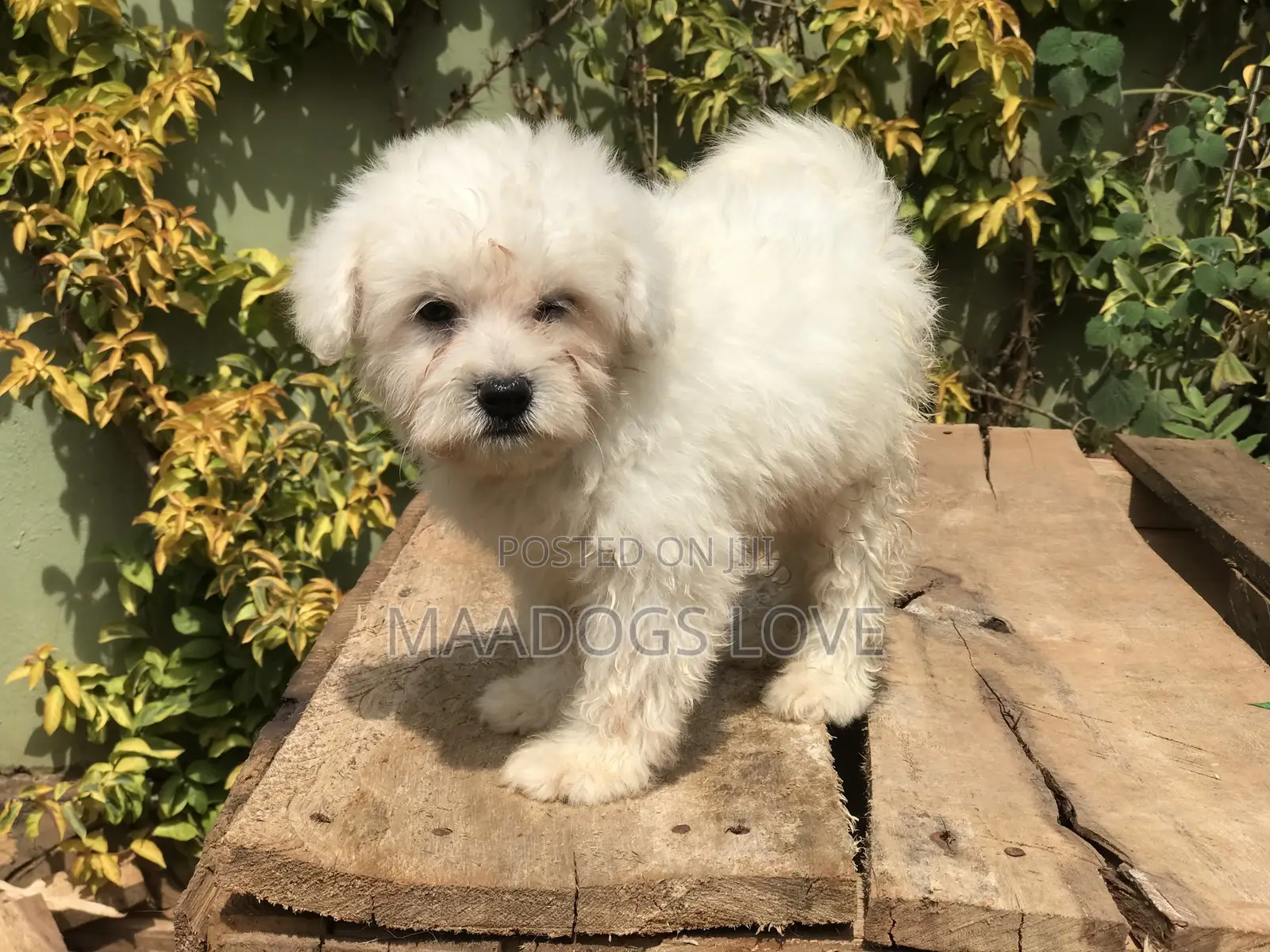 1-3 months Male Purebred Maltese