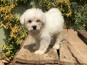 1-3 months Male Purebred Maltese
