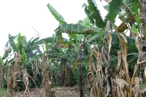 3 Acre Coffee Land
