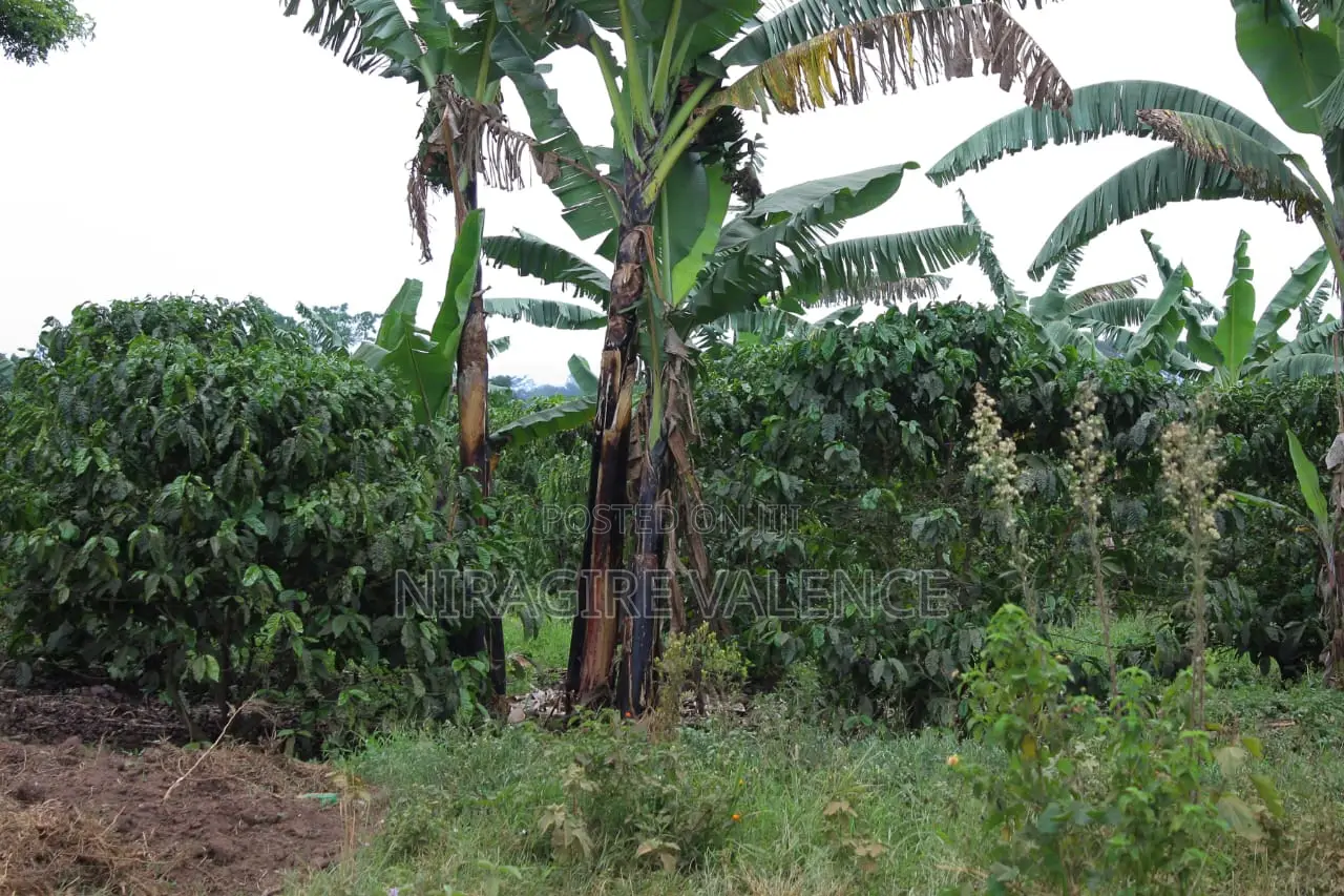 3 Acre Coffee Land