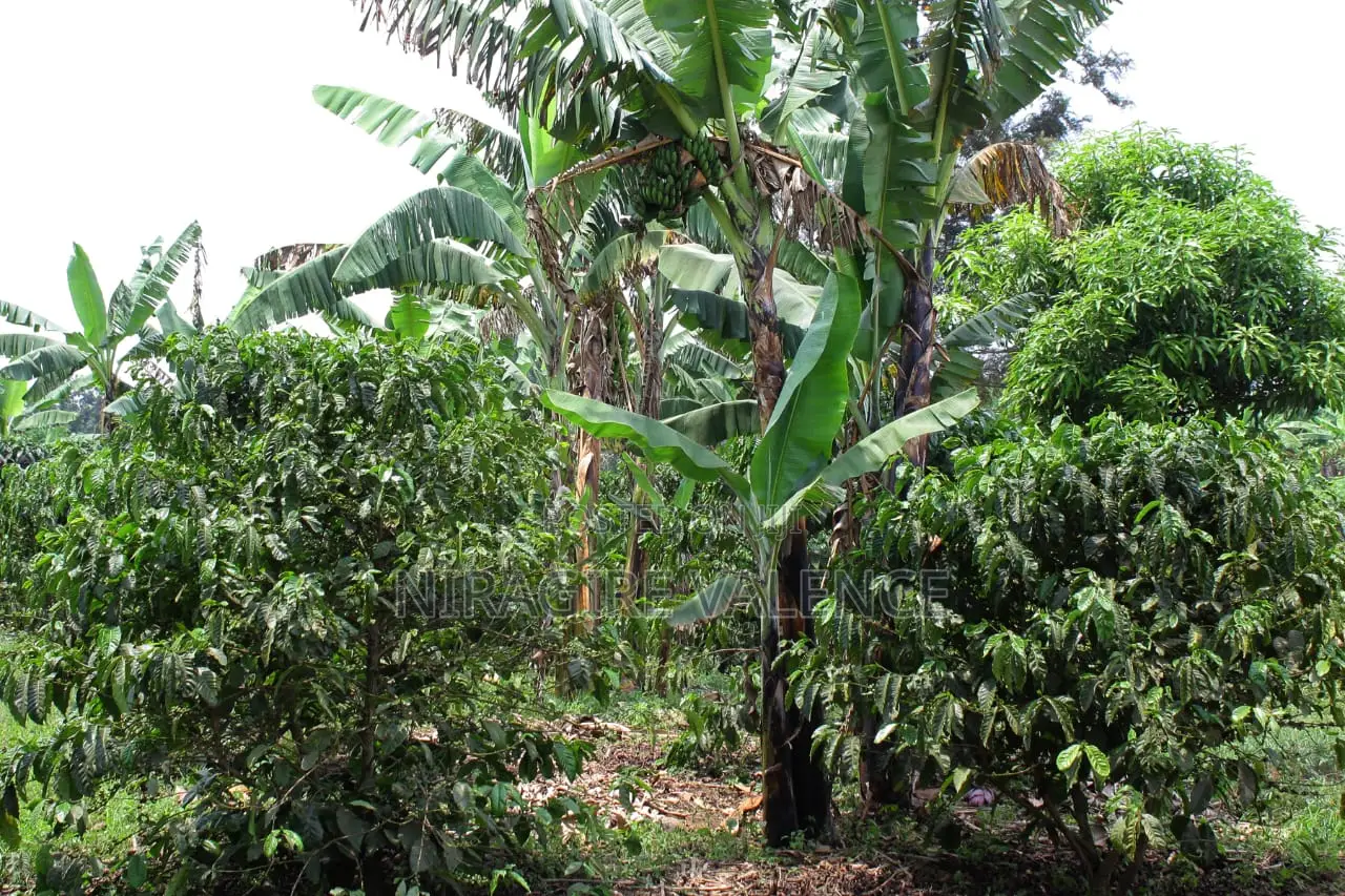 3 Acre Coffee Land