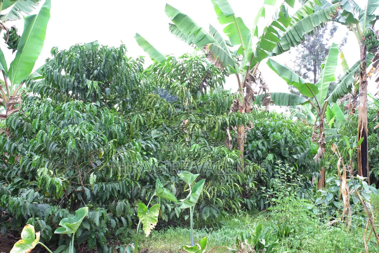 3 Acre Coffee Land