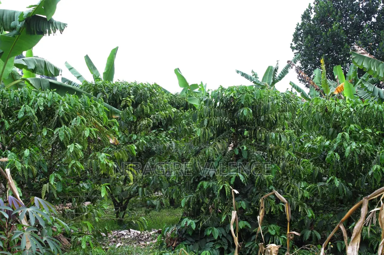 3 Acre Coffee Land
