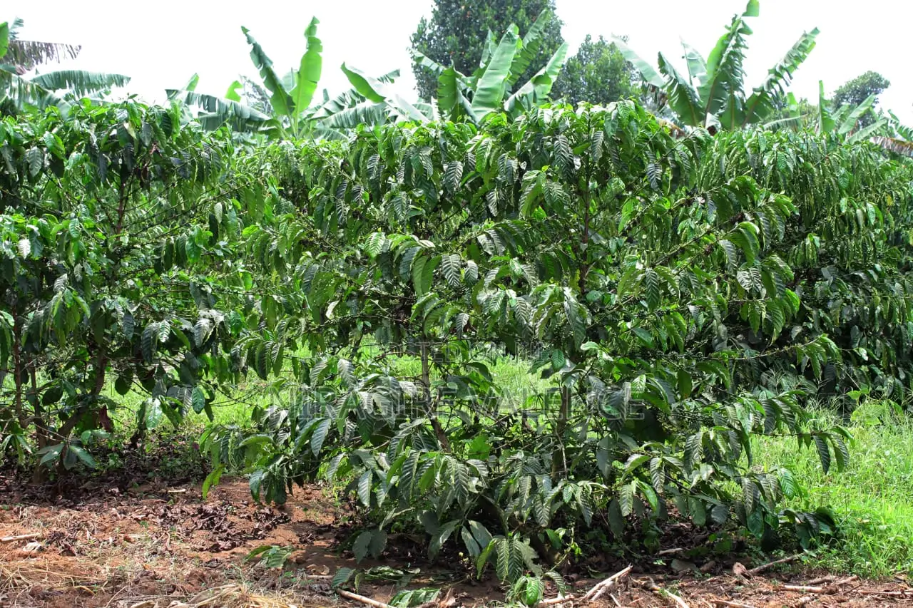 3 Acre Coffee Land