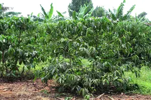 3 Acre Coffee Land