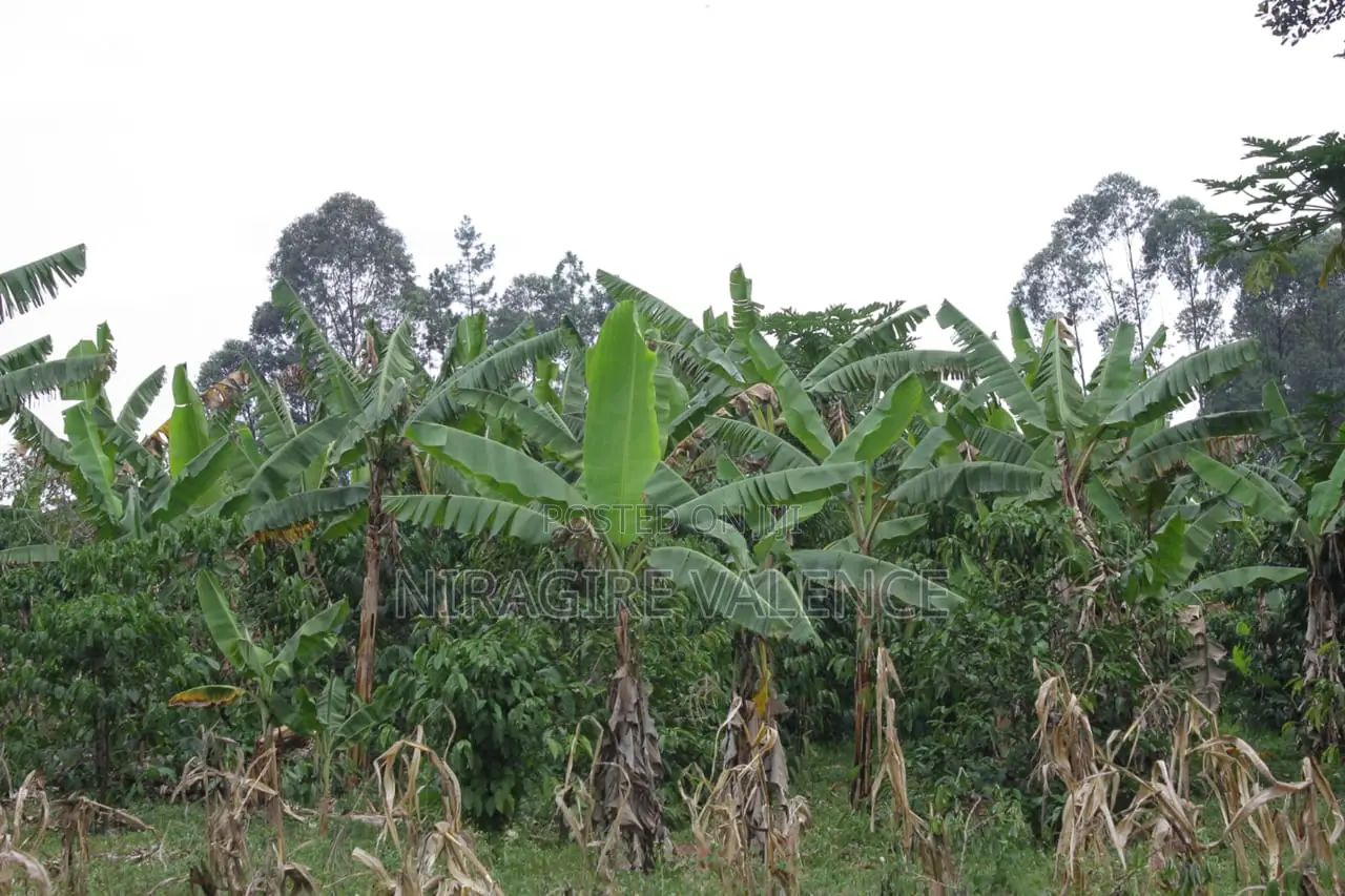 3 Acre Coffee Land