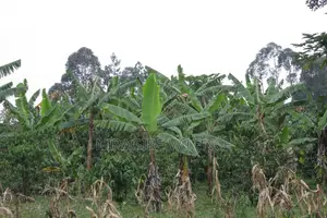 3 Acre Coffee Land