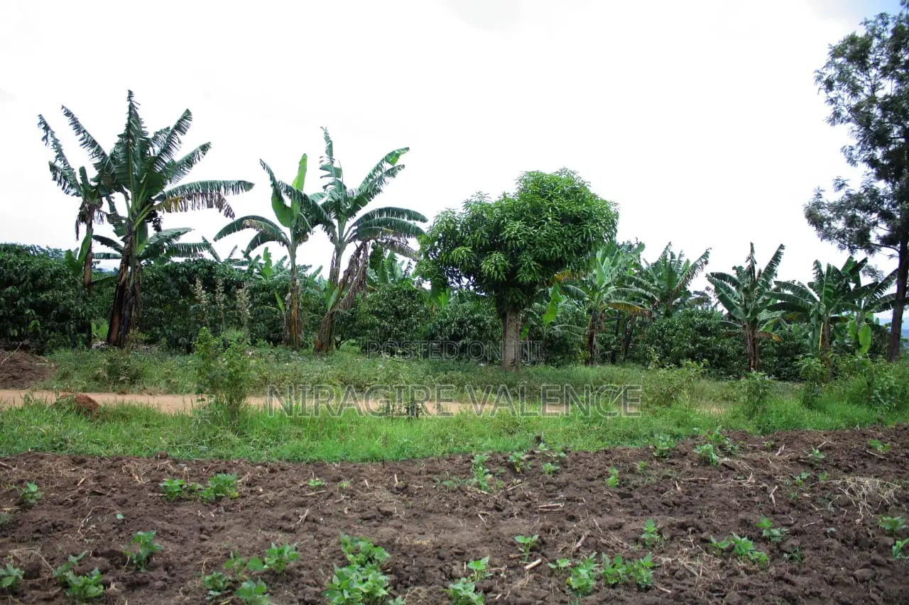 3 Acre Coffee Land
