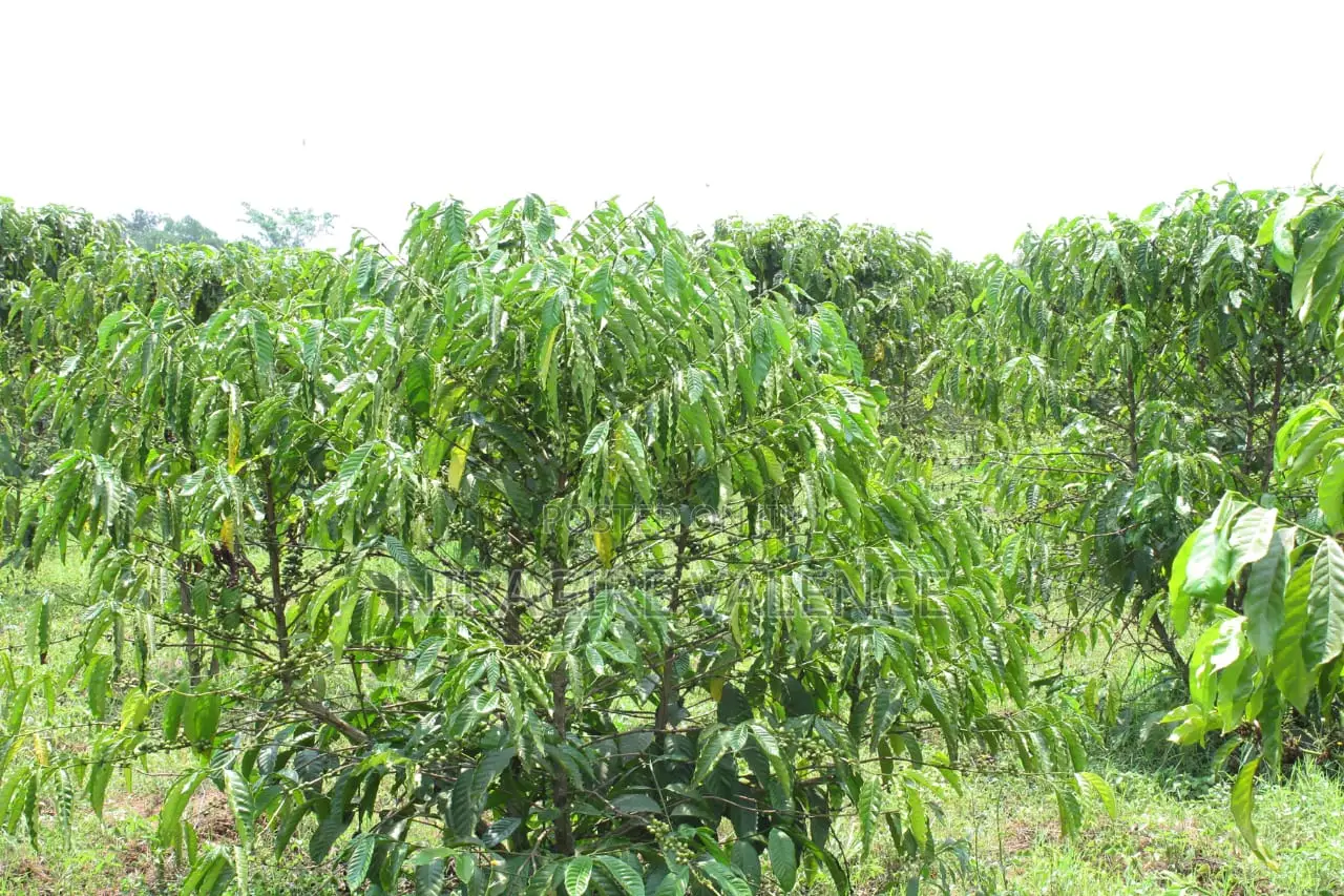 3 Acre Coffee Land
