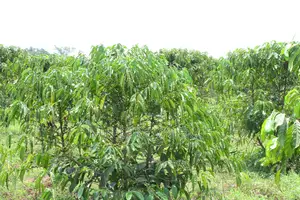 3 Acre Coffee Land