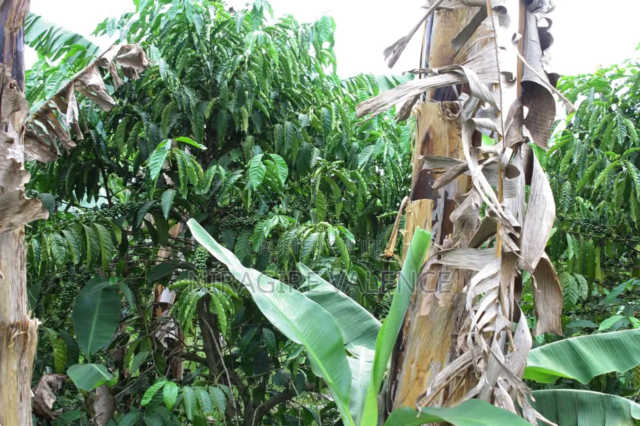 3 Acre Coffee Land