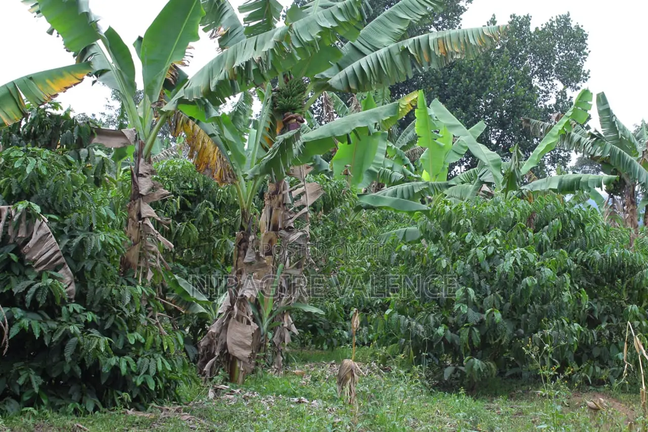 3 Acre Coffee Land