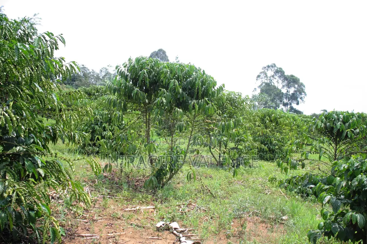 3 Acre Coffee Land