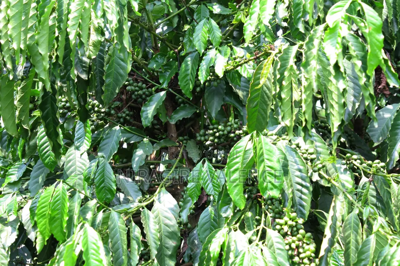3 Acre Coffee Land
