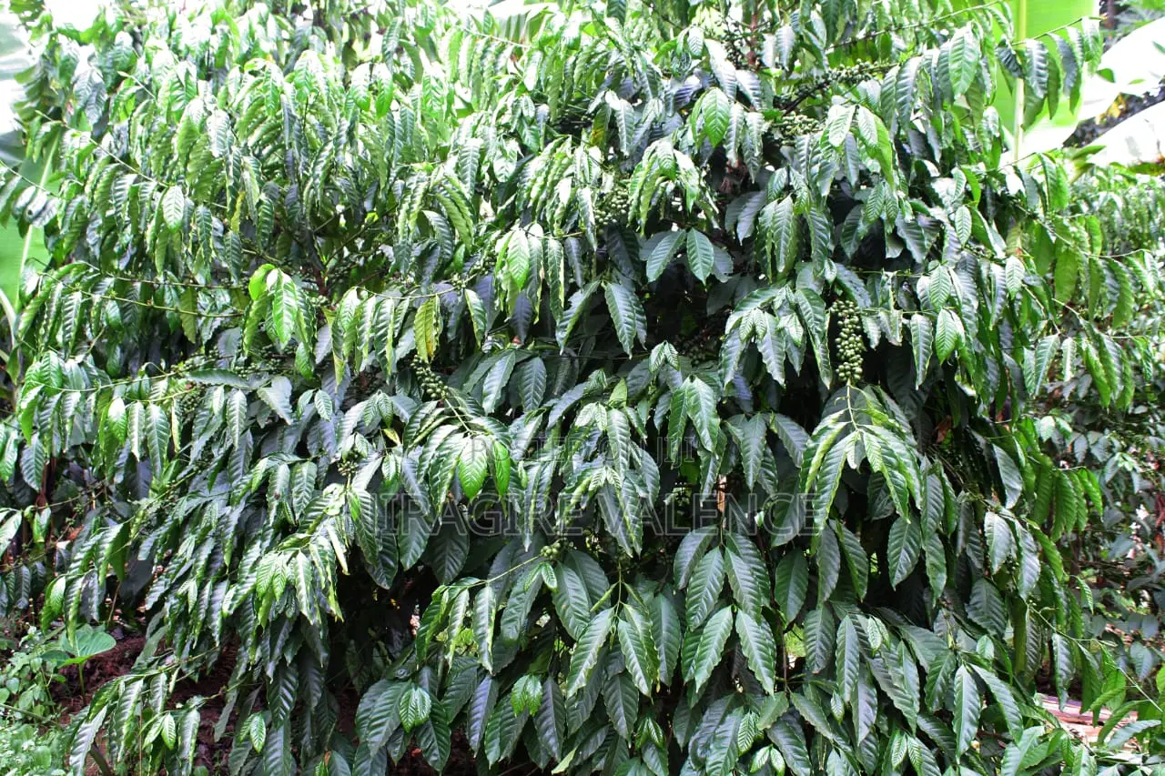 3 Acre Coffee Land