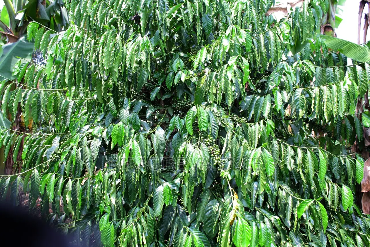 3 Acre Coffee Land