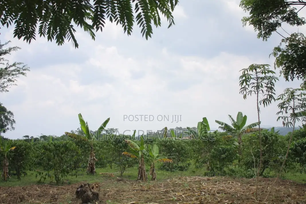 3 Acre Coffee Land
