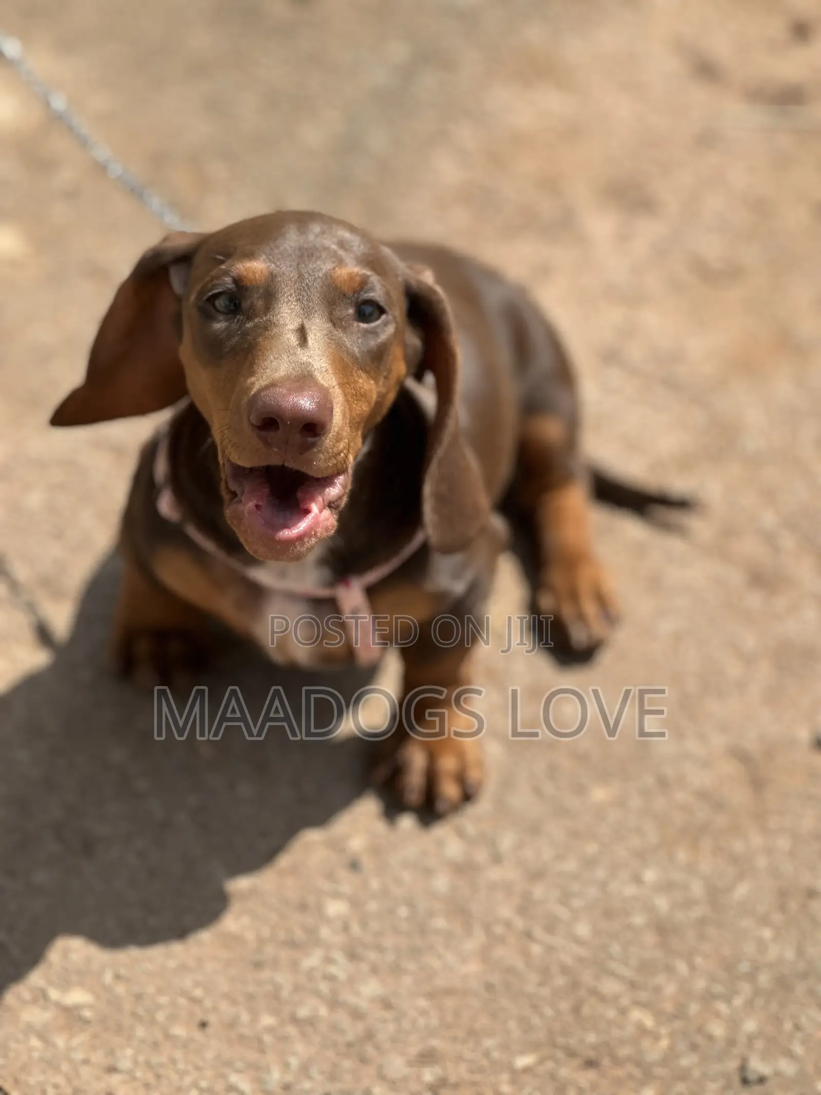 1-3 months Male Purebred Dachshund