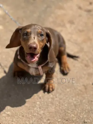 1-3 months Male Purebred Dachshund