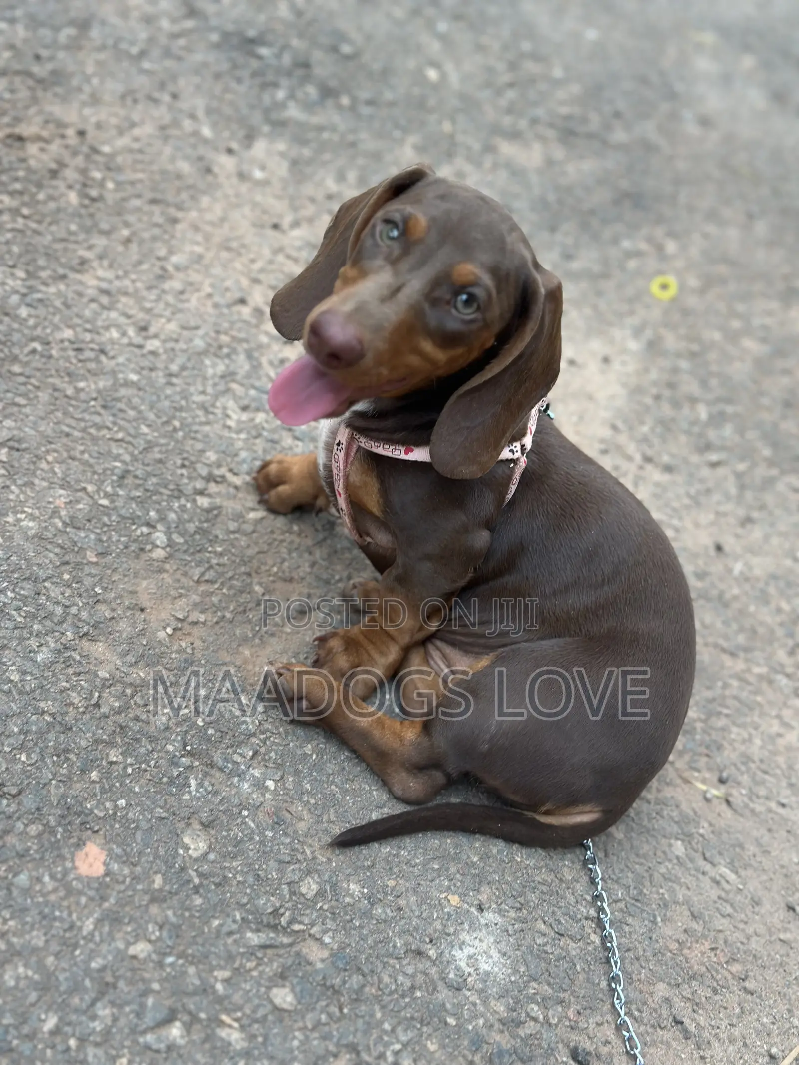 1-3 months Male Purebred Dachshund