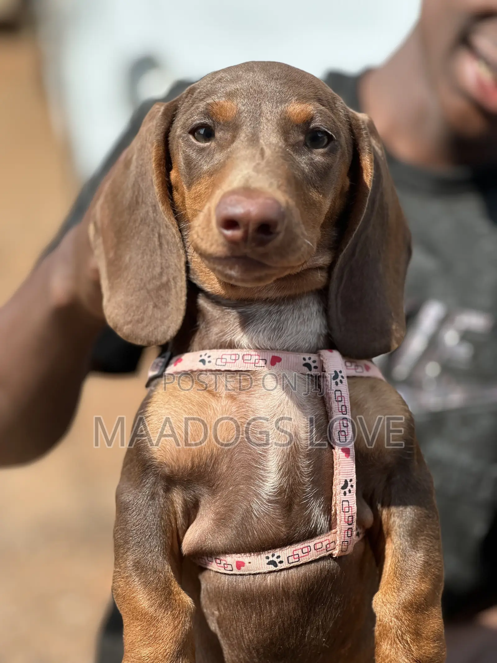 1-3 months Male Purebred Dachshund