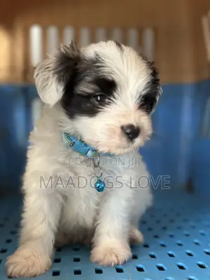 1-3 months Male Purebred Maltese