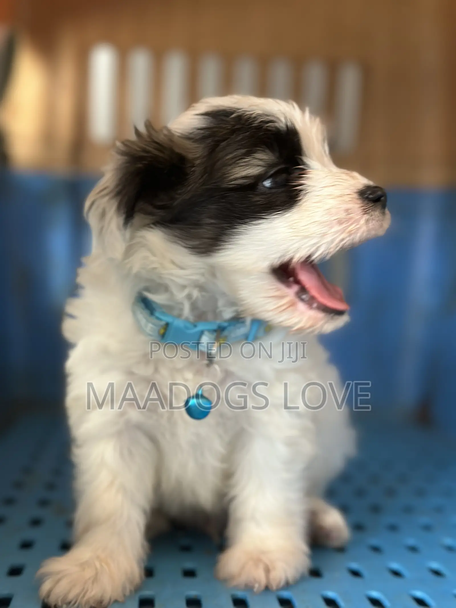 1-3 months Male Purebred Maltese