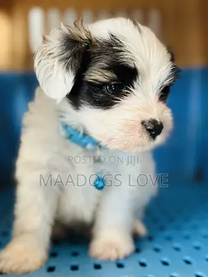 1-3 months Male Purebred Maltese