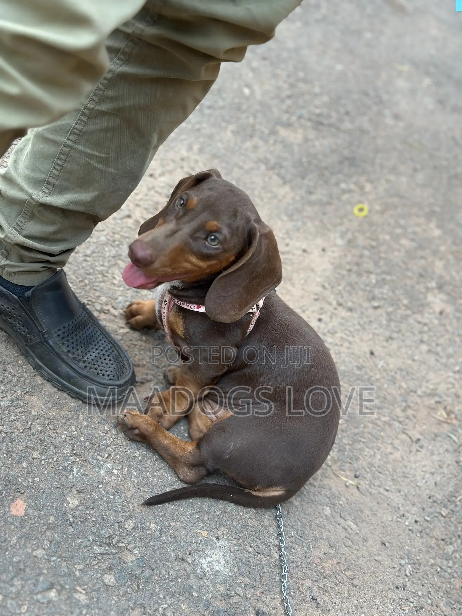 3-6 months Female Purebred Dachshund