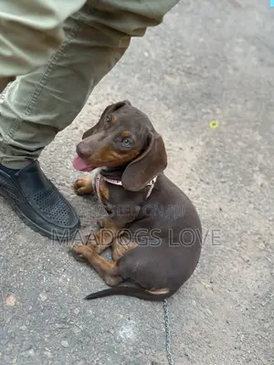 3-6 months Female Purebred Dachshund