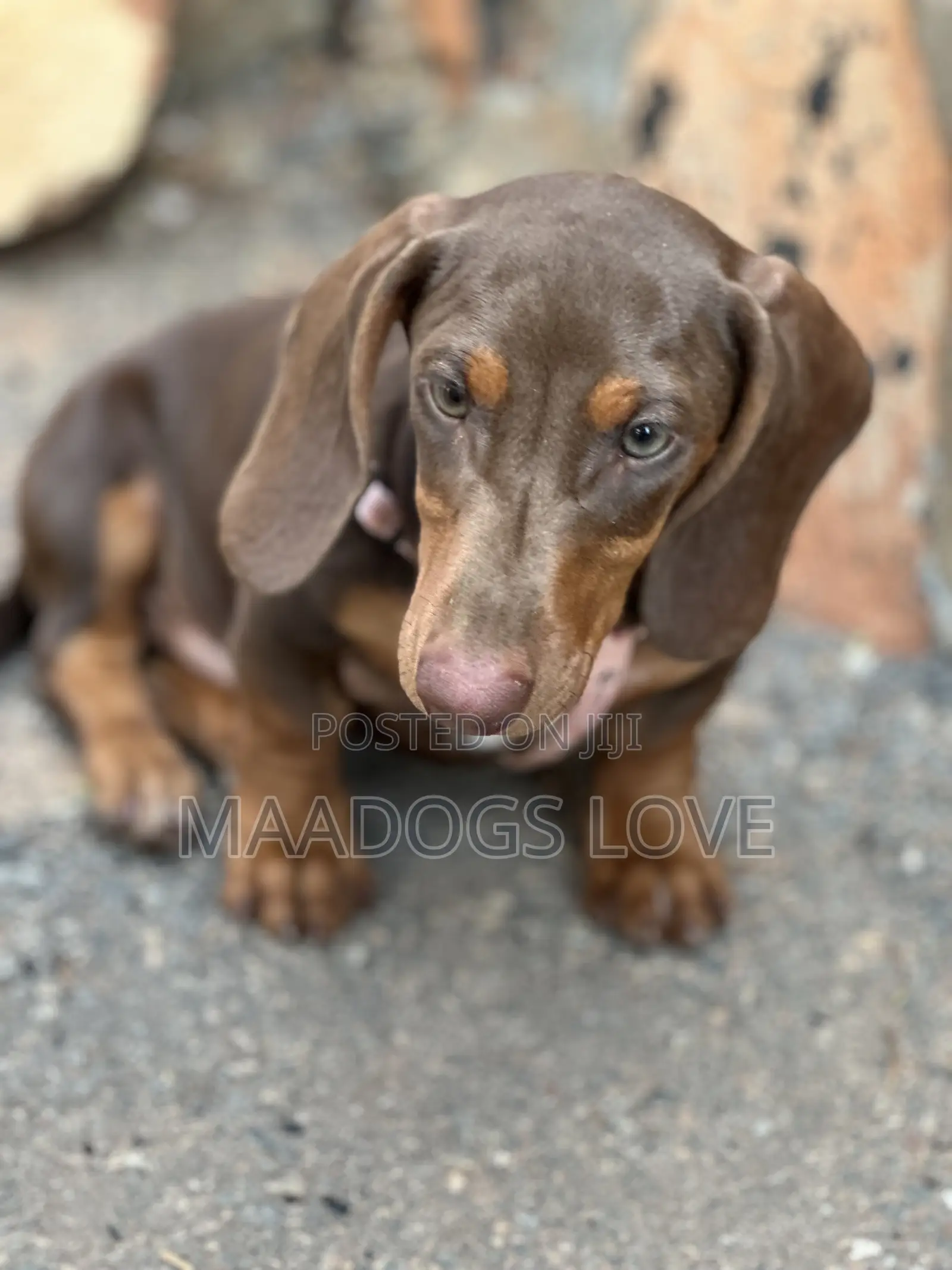3-6 months Female Purebred Dachshund