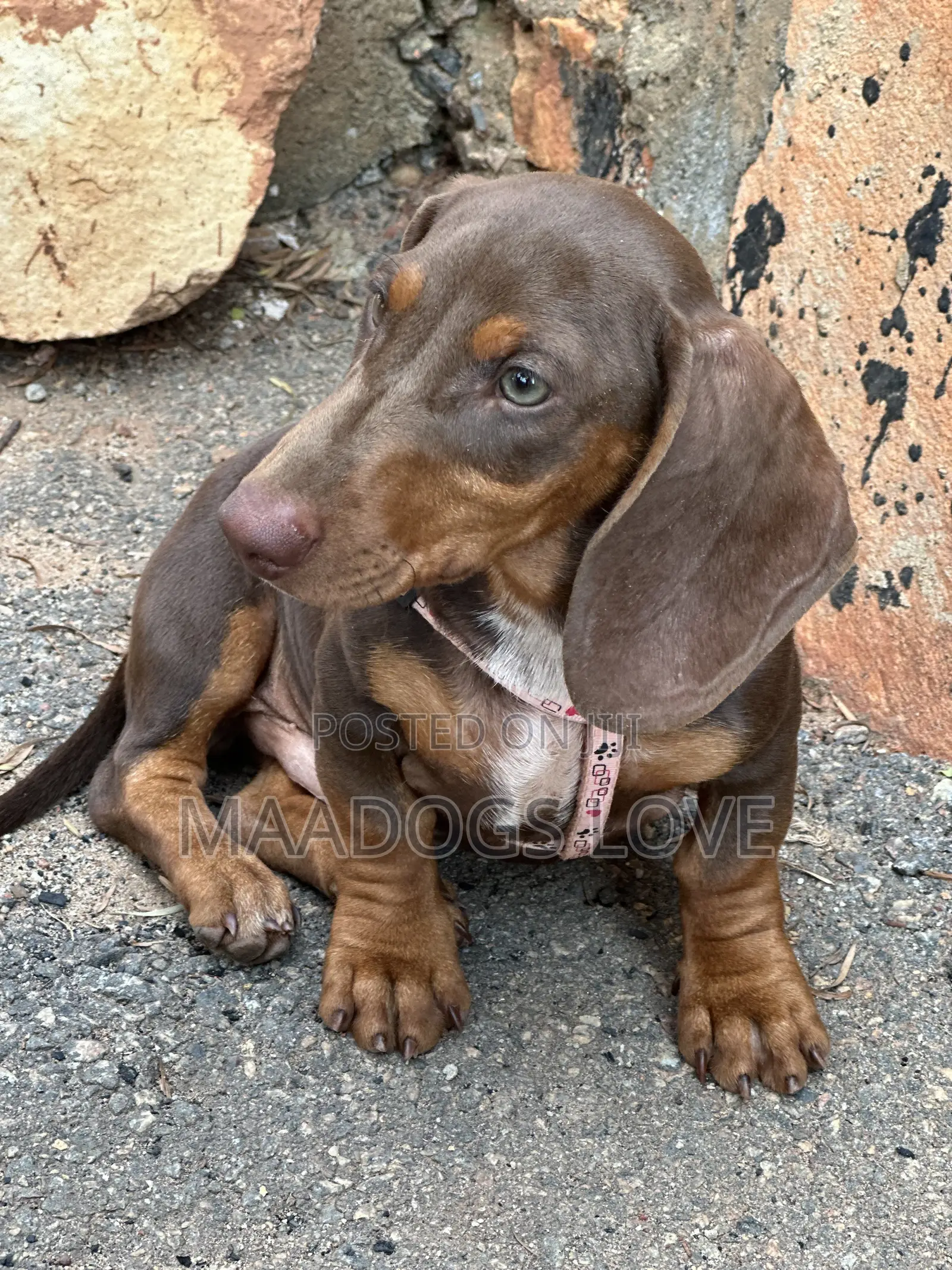 3-6 months Female Purebred Dachshund