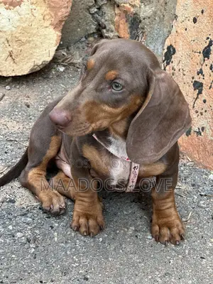 3-6 months Female Purebred Dachshund