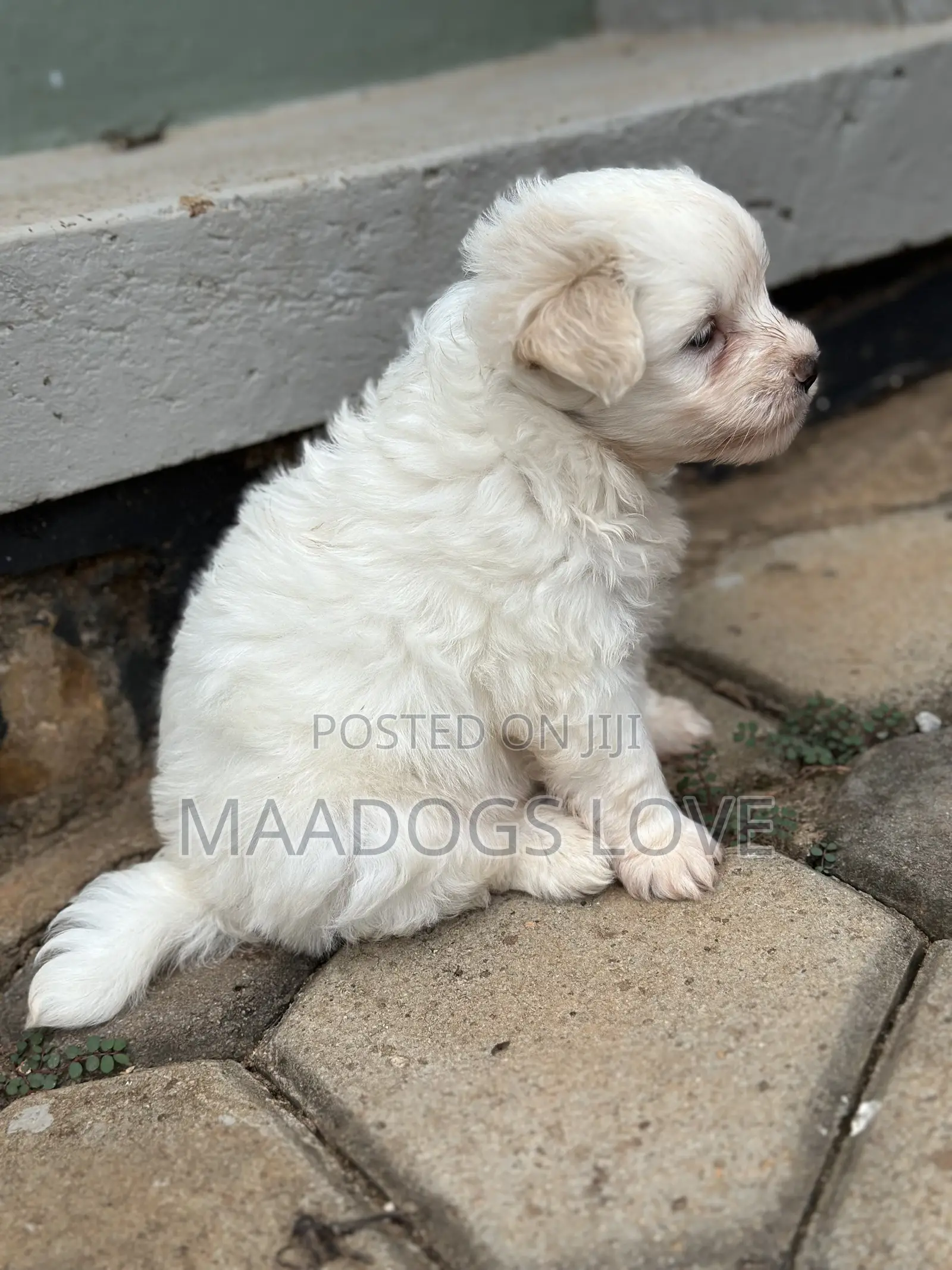 1-3 months Female Purebred Maltese
