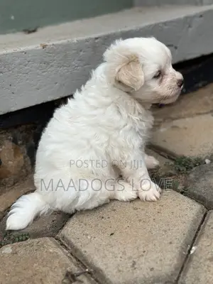 1-3 months Female Purebred Maltese