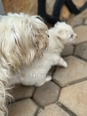 1-3 months Female Purebred Maltese
