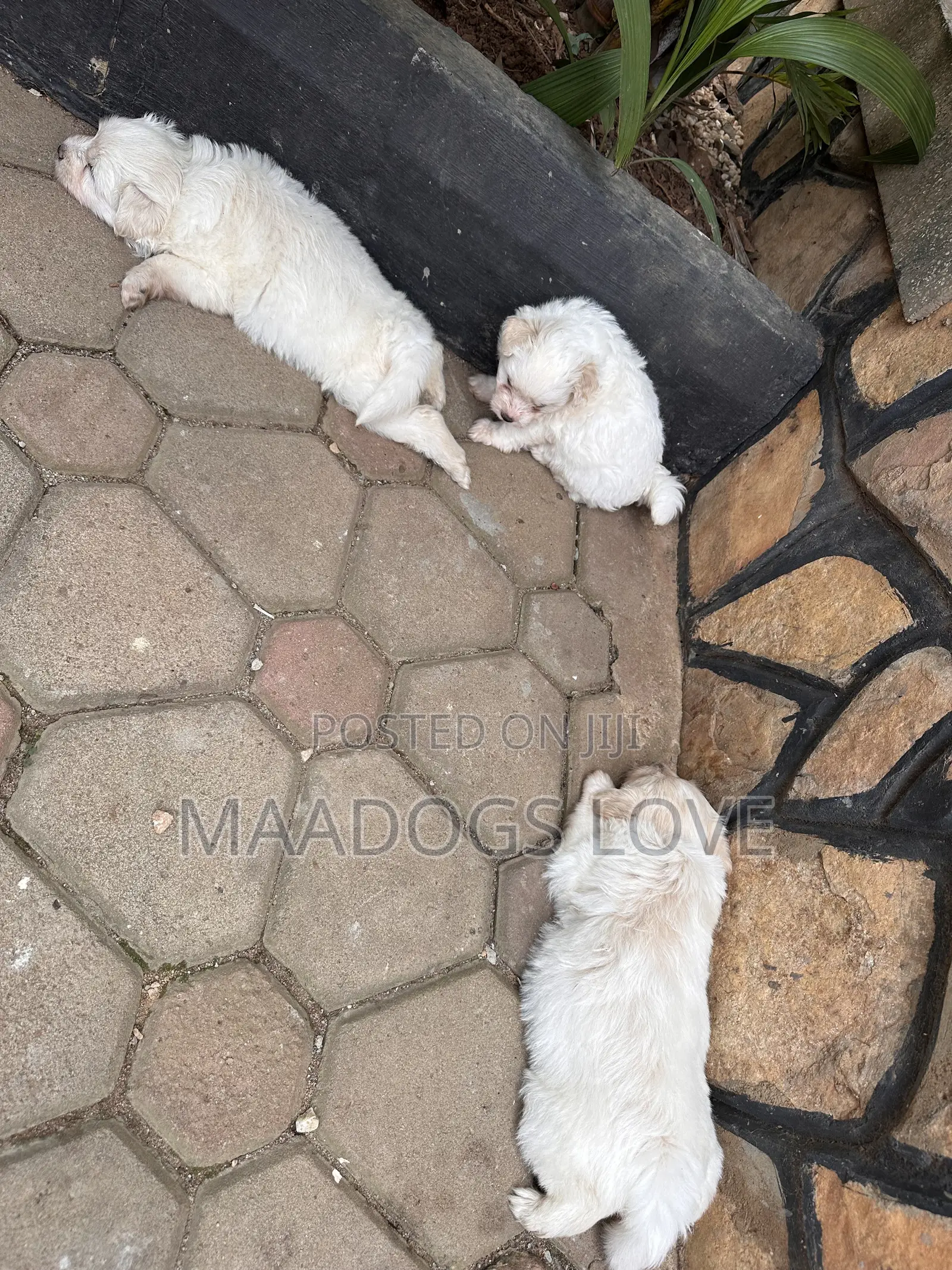 1-3 months Female Purebred Maltese