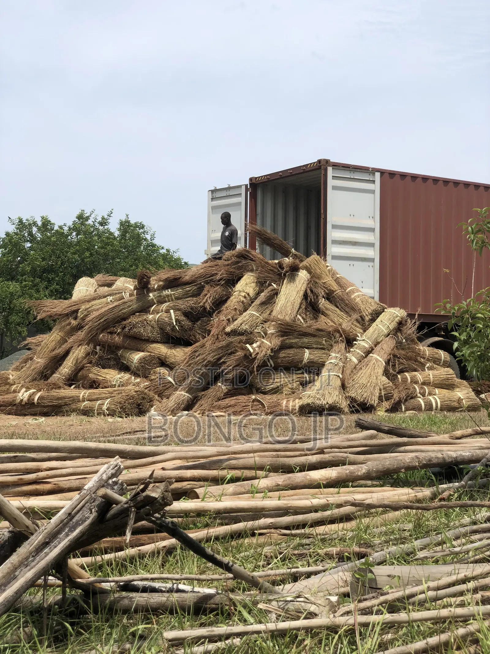 Savannah Thatching Grass