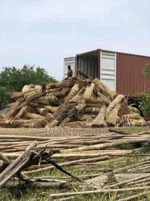 Savannah Thatching Grass