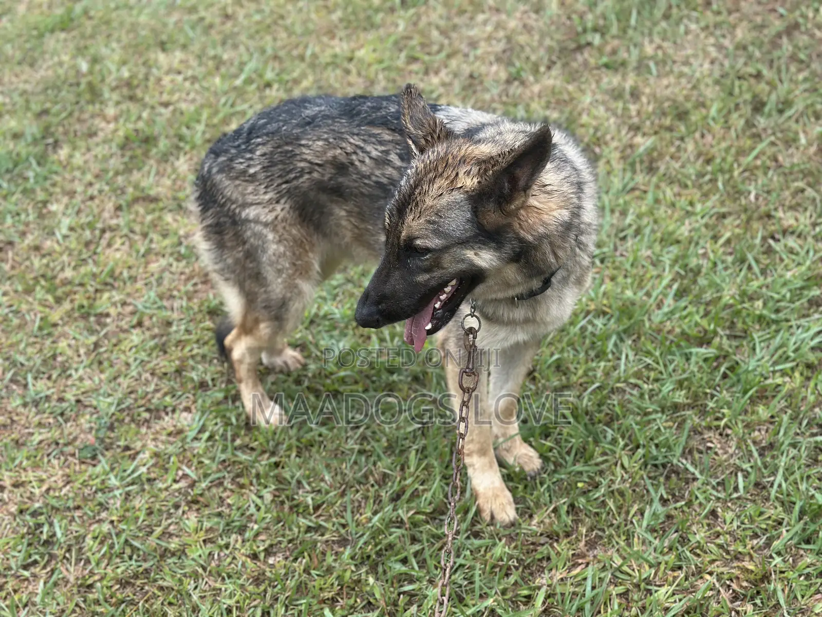 6-12 months Male Purebred German Shepherd
