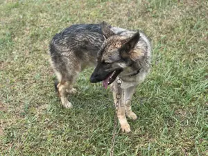 6-12 months Male Purebred German Shepherd
