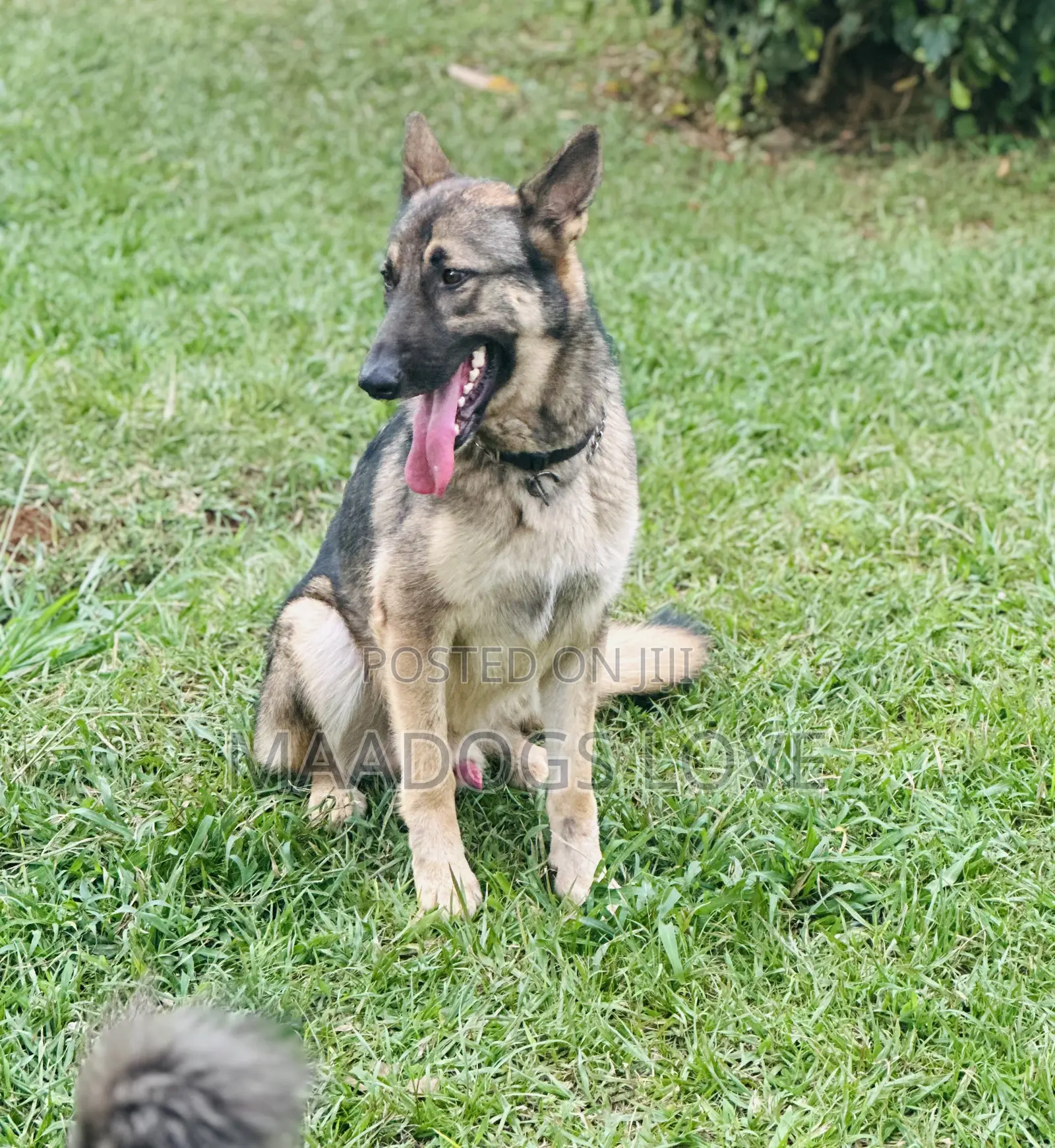 6-12 months Male Purebred German Shepherd