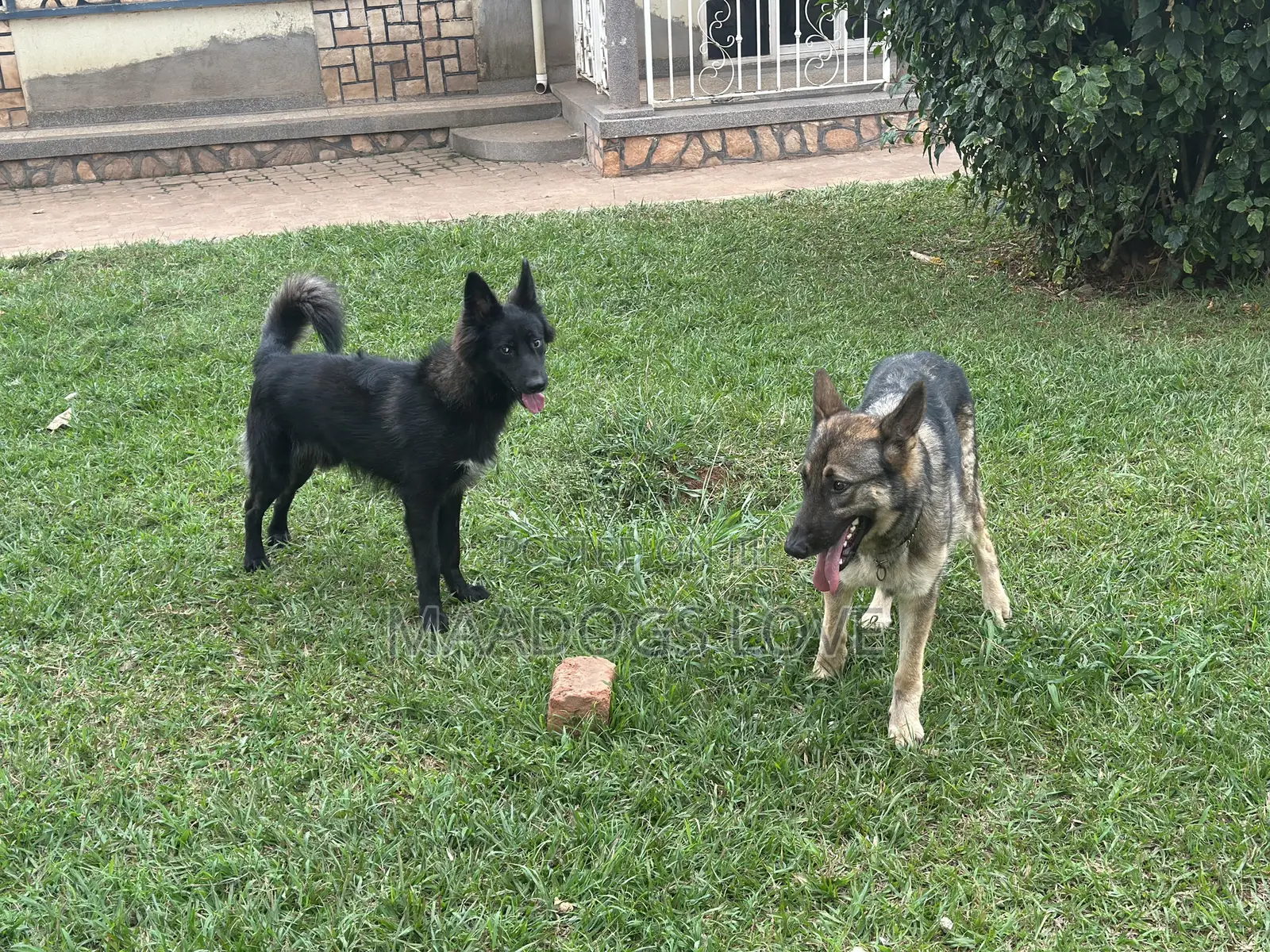 6-12 months Male Purebred German Shepherd