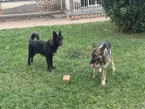 6-12 months Male Purebred German Shepherd