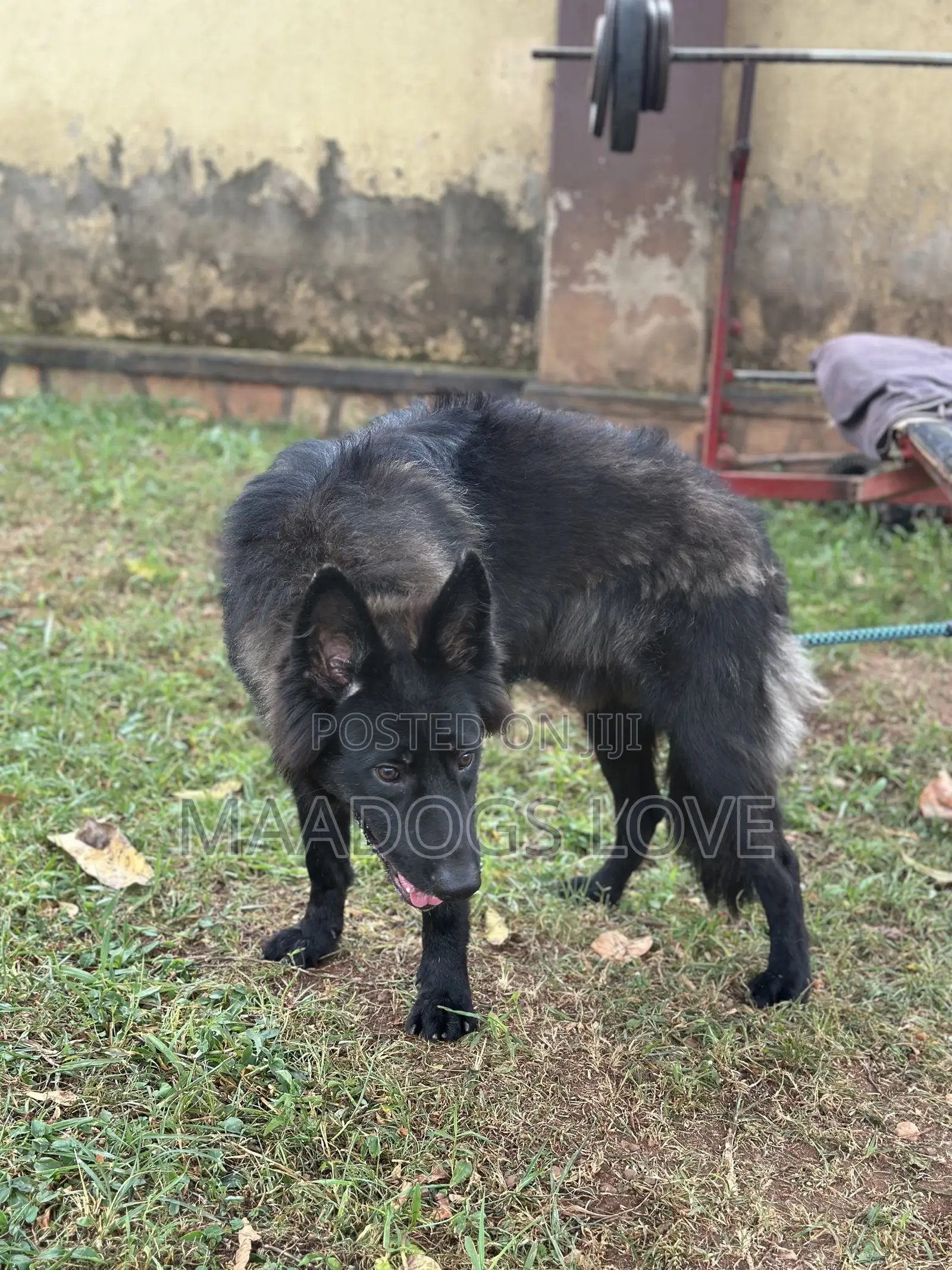 6-12 months Male Purebred German Shepherd