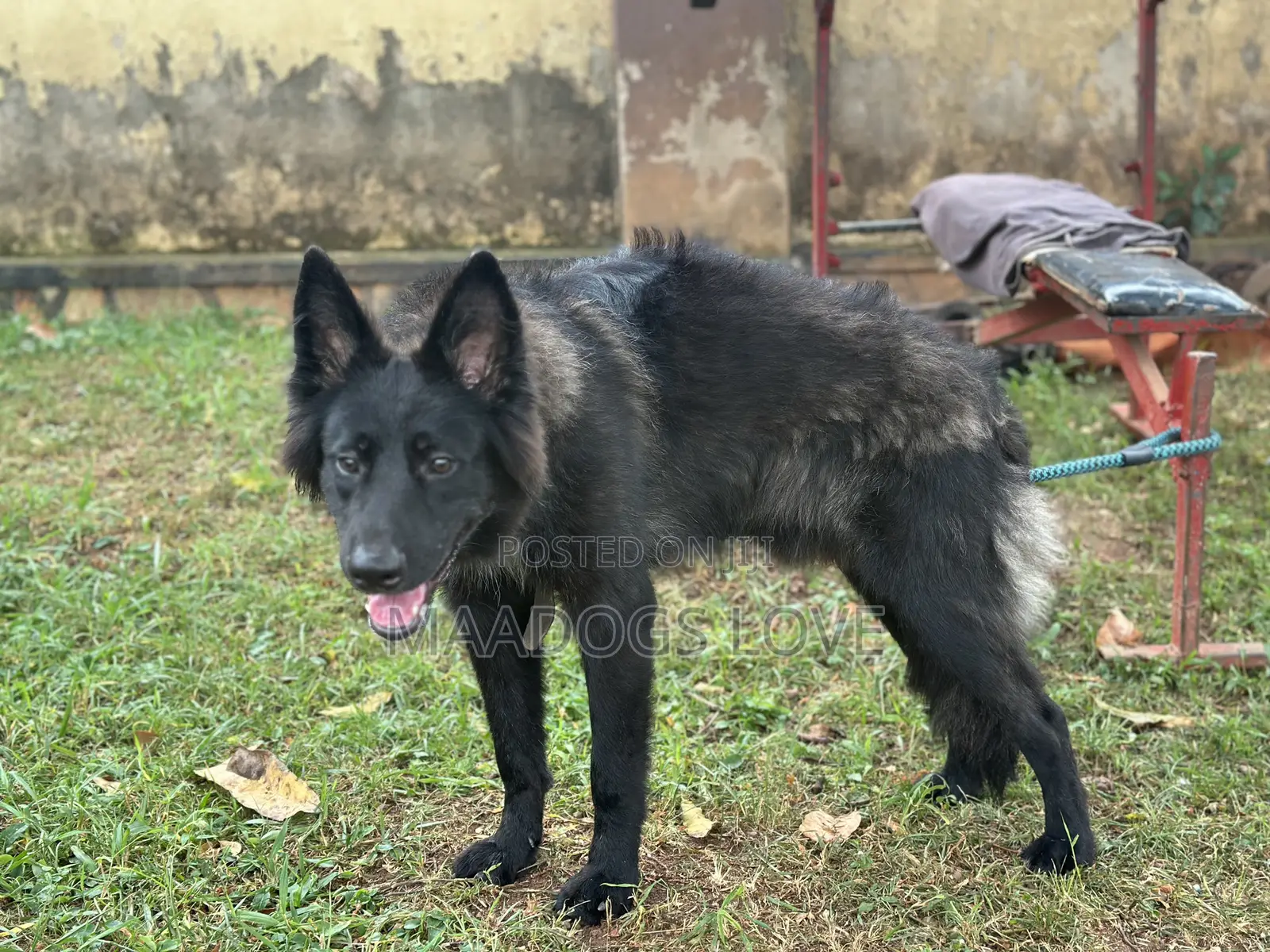 6-12 months Male Purebred German Shepherd