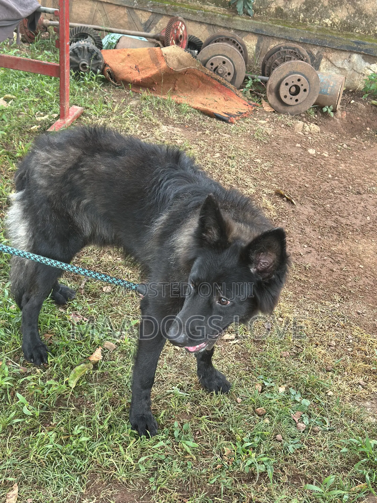6-12 months Male Purebred German Shepherd