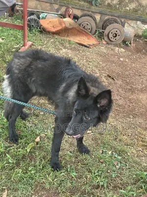 6-12 months Male Purebred German Shepherd