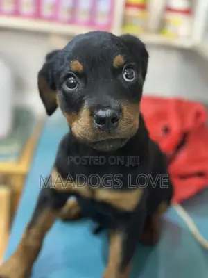 1-3 months Male Purebred Rottweiler